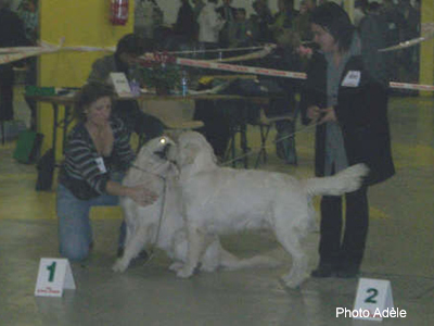 Benji 1er et Angus 2eme